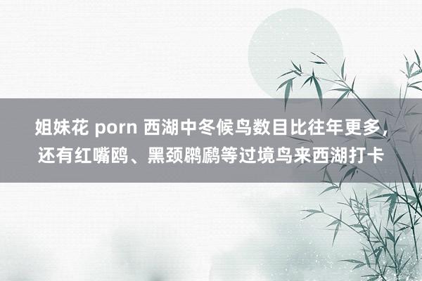 姐妹花 porn 西湖中冬候鸟数目比往年更多，还有红嘴鸥、黑颈䴙䴘等过境鸟来西湖打卡